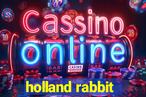 holland rabbit