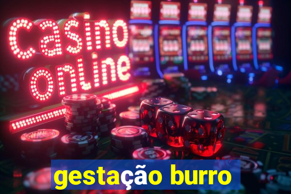 gestação burro