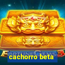 cachorro beta