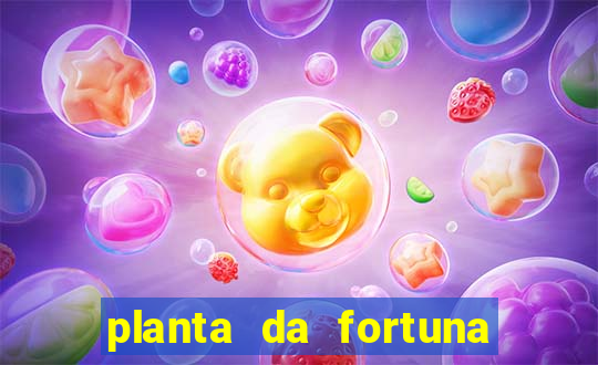 planta da fortuna como cuidar