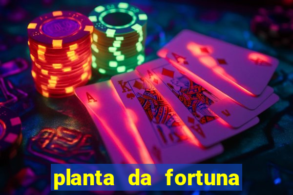 planta da fortuna como cuidar