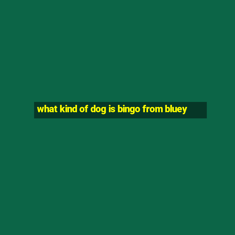 what kind of dog is bingo from bluey