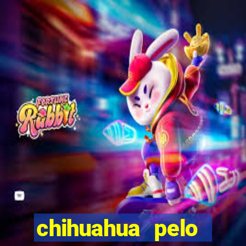 chihuahua pelo longo pre?o