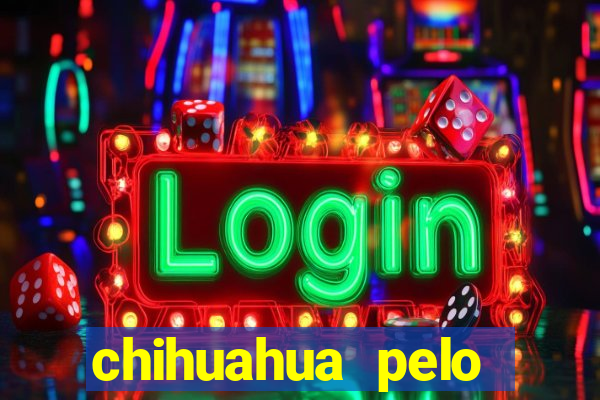 chihuahua pelo longo pre?o