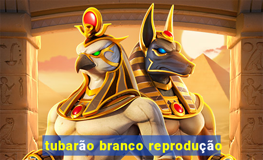 tubarão branco reprodução