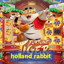 holland rabbit