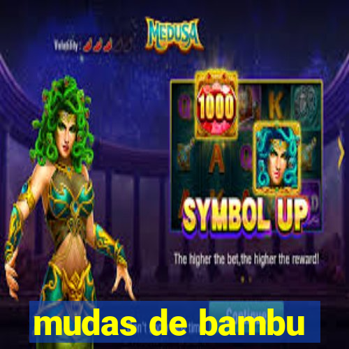 mudas de bambu