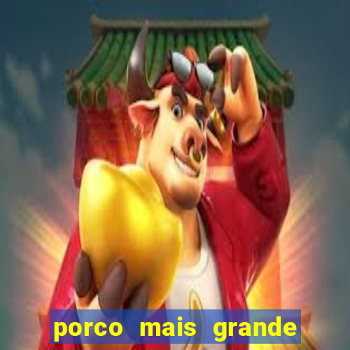 porco mais grande do mundo