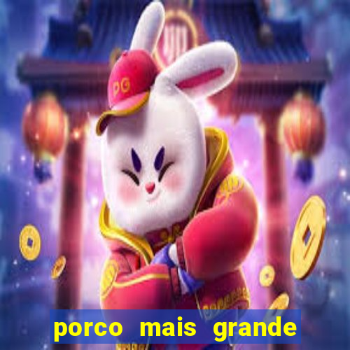 porco mais grande do mundo