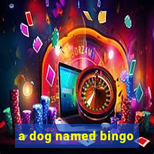 a dog named bingo