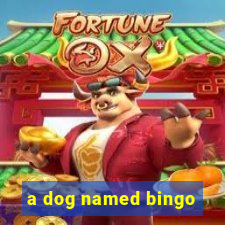 a dog named bingo