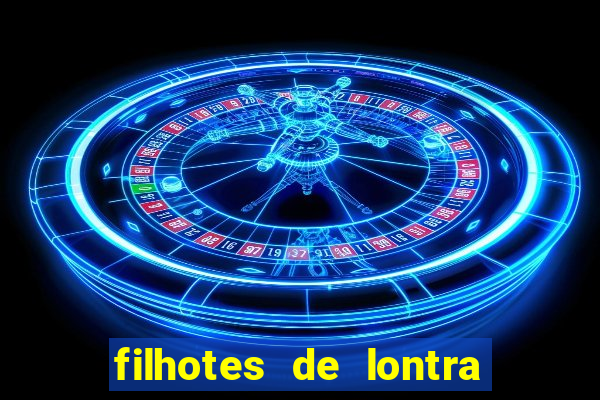 filhotes de lontra para vender