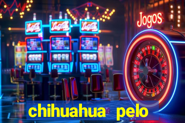 chihuahua pelo longo pre莽o