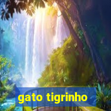 gato tigrinho