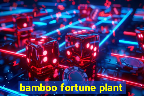 bamboo fortune plant