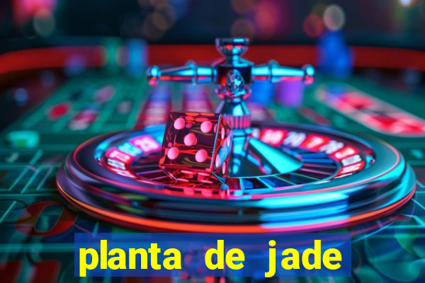 planta de jade significado espiritual